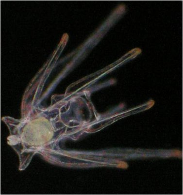The lab of Justin S. McAlister, Associate Professor @holy_cross. We study the physiology, ecology, & evolution of marine invertebrates & their larvae. 🇺🇸🇧🇲