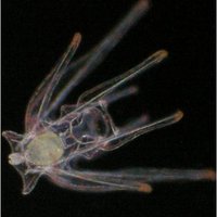 McAlister Lab (@mcalisterlab) 's Twitter Profile