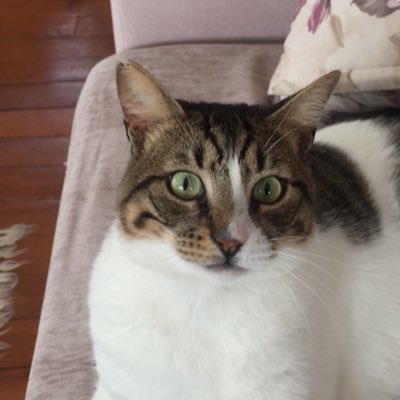 papyon94's profile picture. 