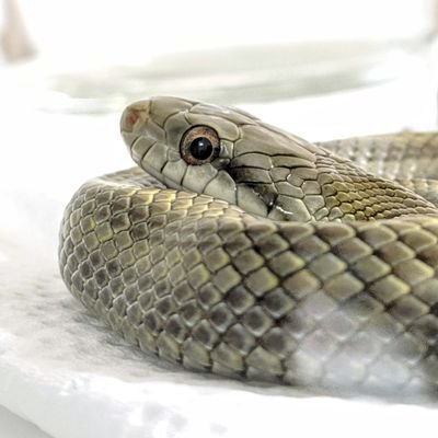 Szk かわいい アオダイショウ