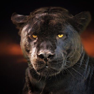 バギーラさんのプロフィール画像