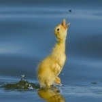 munromadness's profile picture. Munro Bagging on the web