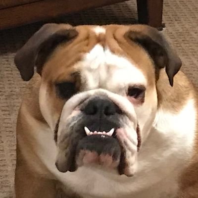 vegasbulldogs Profile Picture