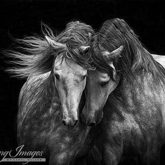 c_mario11's profile picture. 