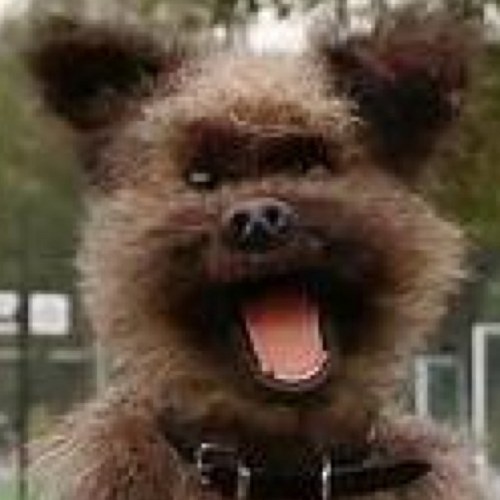 HackerTheDog1's profile picture. Hello…I'm Hacker Off CBBC & Scoop ! Please Follow me & my Brother @DodgeTheDog ! :-) xxx