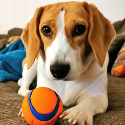 ¡Hola! I'm Rio and I'm a beagle

I like zoomies and playing with my bro @PabloOfGlasgow

@tiggtag and @roboformers feed me.

IG: @RioOfGlasgow
#RescueDog #SSPCA