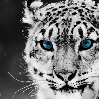 VTSnowLeopard's profile picture. 