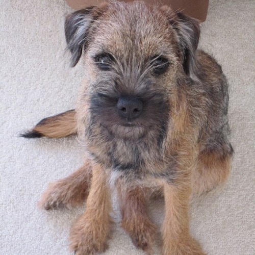 Simon Hickie Profile