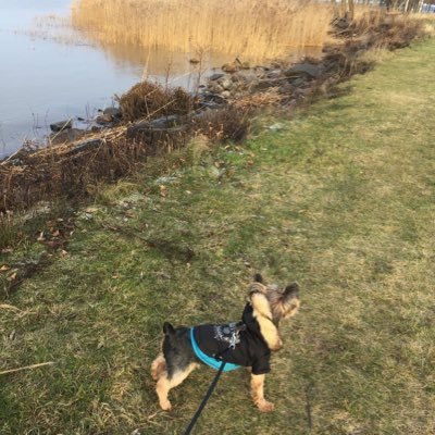 Tusen Tusen Tack Cash!!! April 4, 2009 - January 29, 2020 🙏🏽🐶💔@cecilyferguson - xox!