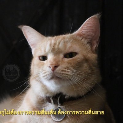 MAY__ARE's profile picture. IG : mayare_booknovel  FB : May Are