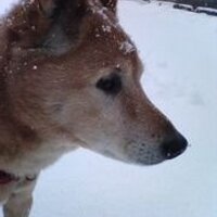 なべお (@_naveon) 's Twitter Profile