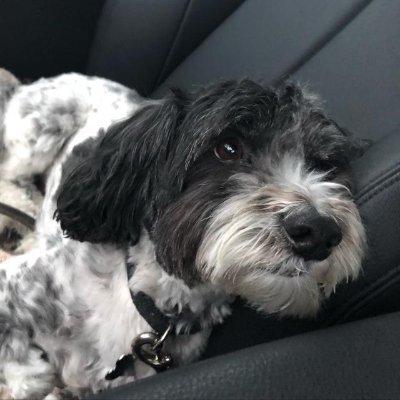 OracleOfDelTaco's profile picture. an absolute black hole of intelligence