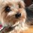 nao_yorkie