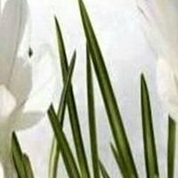 korkmazhayriye1's profile picture.