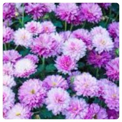 novirizkyp's profile picture. Dream believe and make it happen.