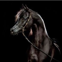 ابو طلحة السوري (@abotalha1990) Twitter profile photo