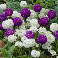 zuhre❤☉🌙🌈 (@zuhreyedek) 's Twitter Profile Photo