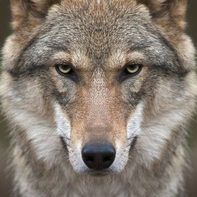 stoneyo8's profile picture. l am a boy