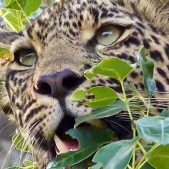 Scatterlings of Africa!
I shall be telling this with a sigh
Somewhere ages and ages hence:
Two roads diverged in a wood, and I—
I took the one less traveled by