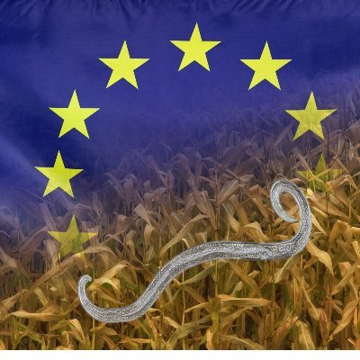 EURL_nematodes's profile picture. European Union Reference Laboratory (EURL) for plant parasitic nematodes-ANSES & ILVO consortium, #EURL @Anses_fr @ILVOvlaanderen