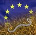 EURL for plant parasitic nematodes (@eurl_nematodes) Twitter profile photo EURL for plant parasitic nematodes (@eurl_nematodes) Twitter profile photo