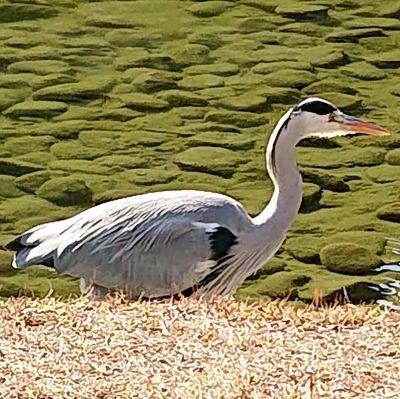 KornとOasisの二柱でサブスクを使っている鳥野郎