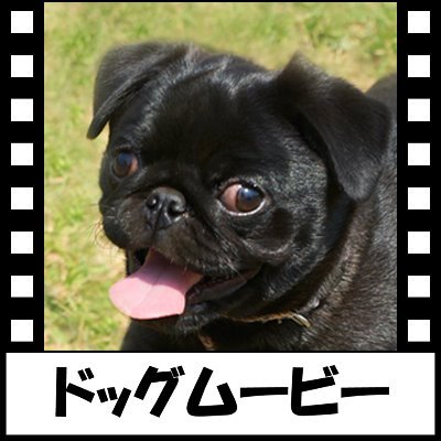 黒パグナイト♂(2世,2018年12月18日🎂/1世,2019年2月4日🌈)の飼い主、東京都西東京市在住のスージー広野&鈴っぴが黒パグナイトの楽しい日常を投稿しています。犬連れ福島浜通りいわき観光応援旅を継続。パグ好き、福島浜通り好き、西東京市近隣の方とつながれたら嬉しいです🎶👨👩🐶