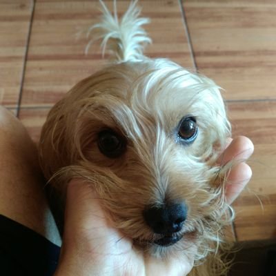 RogerfromBrazil's profile picture. Um cara qualquer ;)