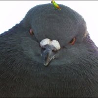 アクロの岡 (@i_am_destroy) 's Twitter Profile