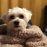 Louise Knight (@louknight_) 's Twitter Profile