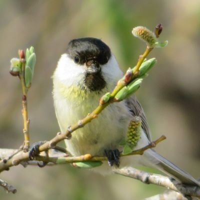 休日に探鳥してます。MFは手賀沼（千葉県）。
観察主体ですが、中古のカメラをゲットして、鳥撮の面白さも分かってきたところです。
My favorite is bird watching.