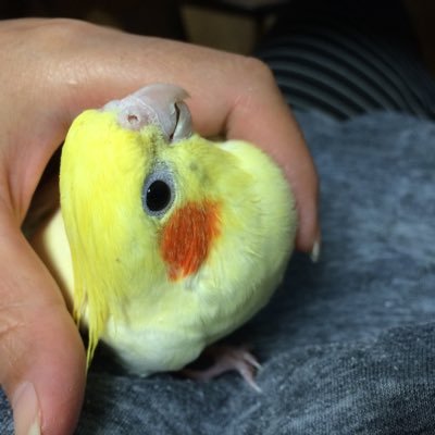 はじめまして。 ｵｶﾒｲﾝｺ飼いで鳥ﾊﾞｶです。 好き→食べる事、音楽、読書、温泉など… 音楽はﾕｰﾐﾝ、B' z(ﾋﾞｰﾊﾟ入ってるよ)、ﾐｽﾁﾙ、ｼｶｵちゃんなど幅広く好きですが今はB'z沼にドップリ。ヘッダーは大好きな福島の空cafeさん上空の青い空です。2022年6月からメダカ飼育はじめました。