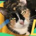Lowell HumaneSociety (@lowellhumane) Twitter profile photo Lowell HumaneSociety (@lowellhumane) Twitter profile photo