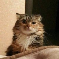 sig bodomy (@d3l1b1d1n8r) 's Twitter Profile