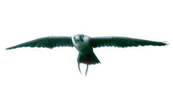 SBC_Birdcontrol's profile picture. Working with trained raptors to control pests in Surrey & Hampshire since 2008.