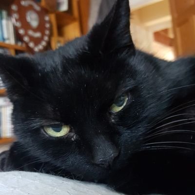 Felix and (Marshall💙 OTRB 10.11.20 Silver ❤OTRB ) #superseniorcatsclub
Bella, Coco and Pixie. cats, wildlife, autism. Human has a brain injury from a stroke.