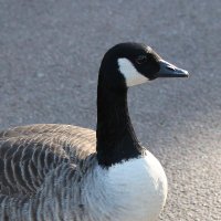 Roger Dewey (@regulus_uk) 's Twitter Profile Photo
