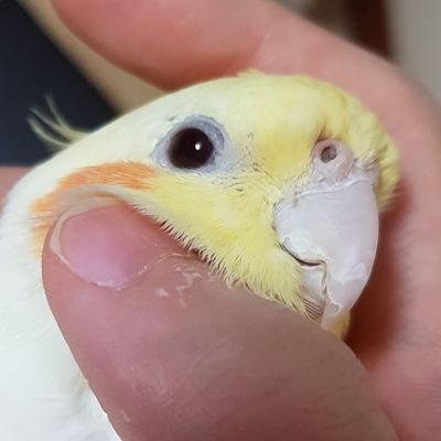 Tthebirb Profile Picture