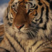 Tappy (@hjd1981) Twitter profile photo