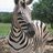 zebrastrut's profile image