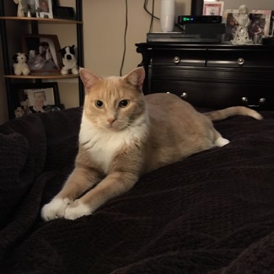 LilLizee's profile picture. Animal lover🐾🐾 #Alberta Strong/ ❤️ oil and gas. #Trudeaumustgo.