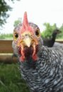 BahGAWK's profile picture. Permaculturist, Philanthropist, Chickenthusiast,* Baaad Motherclucker. Visit us on the web at http://t.co/TafiC8iuoV for some karmic farming.

*Copyright 2008