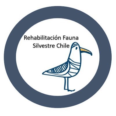 Noticias sobre rescate,  rehabilitación y liberación de fauna silvestre en Chile y el mundo