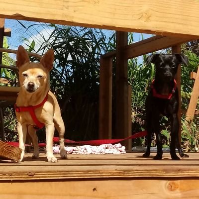 I am Zeppelin AKA Zeppy Im a whippet and My sister is a Juahuahua (hybred) Ill be 2 n shes over 12 now. We live on the Westside of Oahu n LOVE to go holoholo