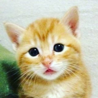 大阪下町にいるかわいい野良猫、地域猫ちゃんの動画や画像を不定期に上げていくTwitterです。

楽しい猫ちゃんの動画や画像をアップしていきます！

YouTubeもやっているのでチャンネル登録よろしくです！