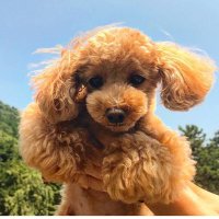 でん♫♨️ライダー店主🐶🌕HPが最安値です。 (@dencom23) 's Twitter Profile