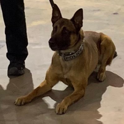Certified Tucson Police Canine Officer