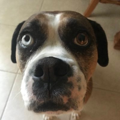 pugguyy's profile picture. 20