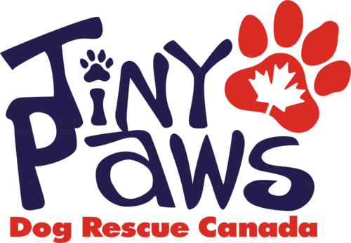 tiny paws animal rescue