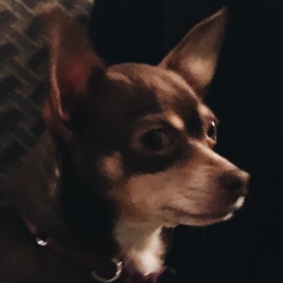 CapitalChihuah1's profile picture. Biting commentary
Opinions are my own